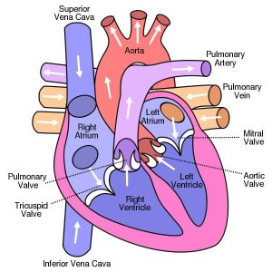 The parts of human heart
